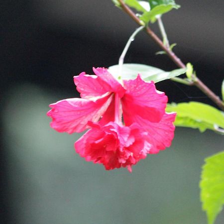 Siriniwasa Luxury Villa With Private Pool อินดูรูวา ภายนอก รูปภาพ